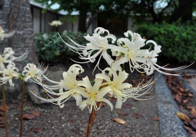 白花石蒜的寓意是什么 有关白花石蒜寓意及传说