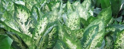 万年青植物怎么养殖 盆栽万年青的养护知识