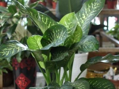 万年青植物怎么养殖