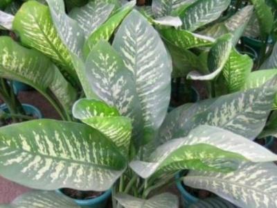 万年青植物怎么养殖