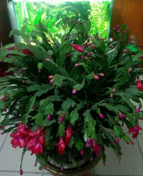蟹爪兰花怎么养好