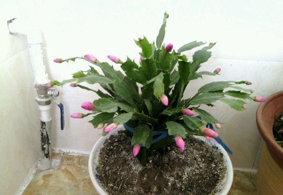 蟹爪兰花怎么养好