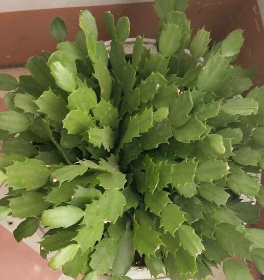 蟹爪兰花怎么养好