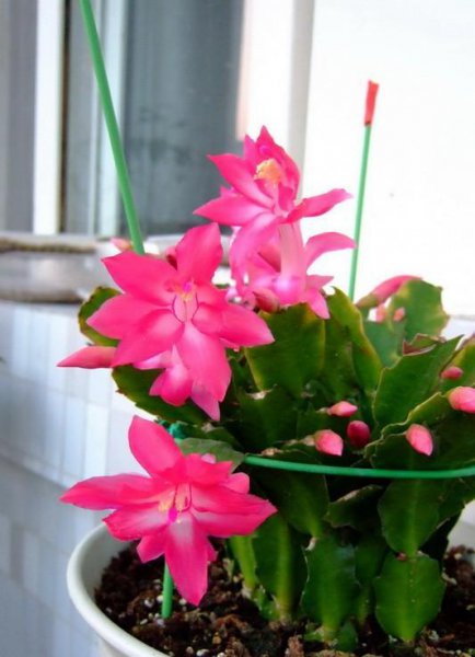 蟹爪兰花怎么养好