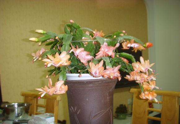 蟹爪兰花怎么养好