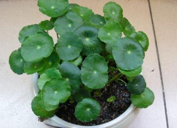 铜钱草怎么养
