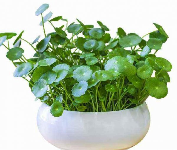 铜钱草怎么养