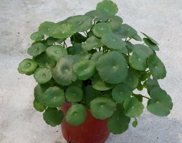 铜钱草怎么养