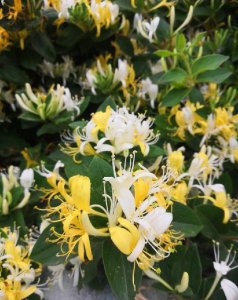 金银花盆景怎么养 金银花盆景养护与管理