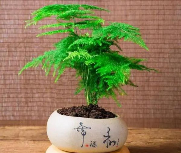 文竹怎样养才绿