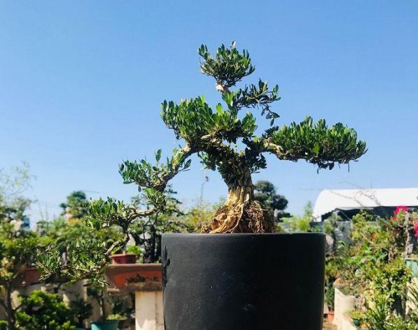 小叶黄杨盆景怎么养