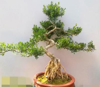 小叶黄杨盆景怎么养