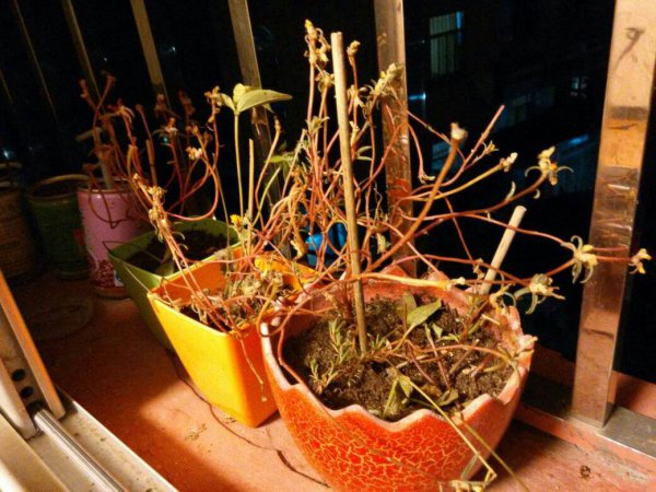 太阳花怎么过冬