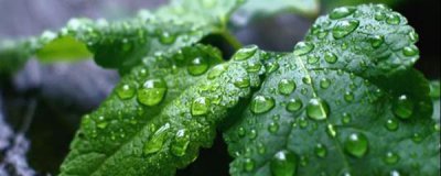 薄荷怎么养盆栽 薄荷养护的正确方法