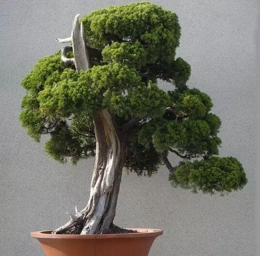 龙柏盆景如何养殖