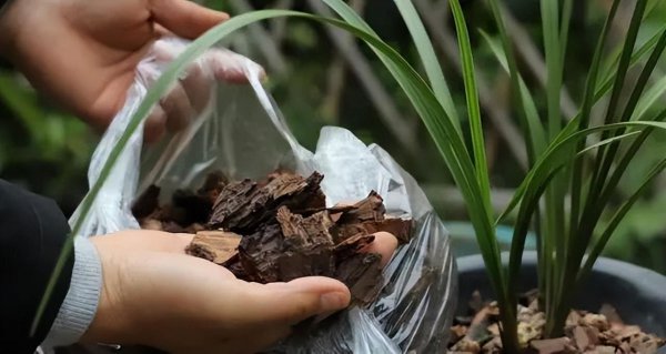 松树皮养兰花有什么作用