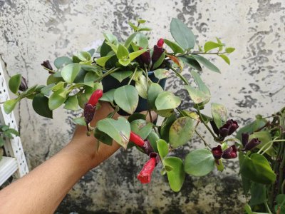 适合阳台悬挂养护的植物有哪些 盘点5种适合阳台或窗户悬挂的植物推荐