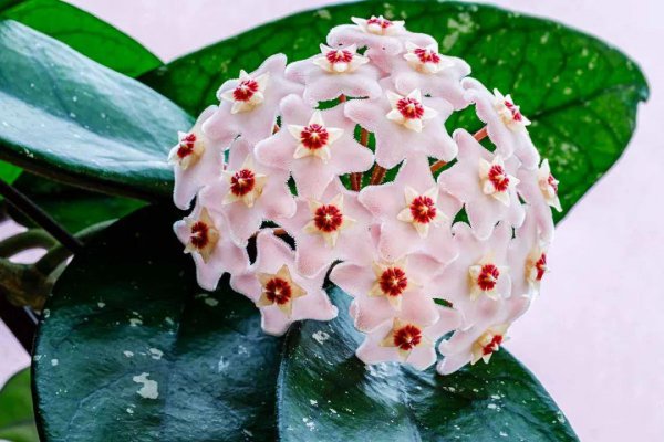 适合阳台悬挂养护的植物有哪些
