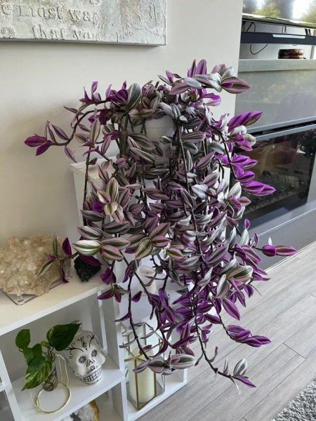 适合阳台悬挂养护的植物有哪些
