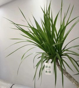 具有护宅意义的花卉有哪些 盘点4种具有护宅意义的花卉植物