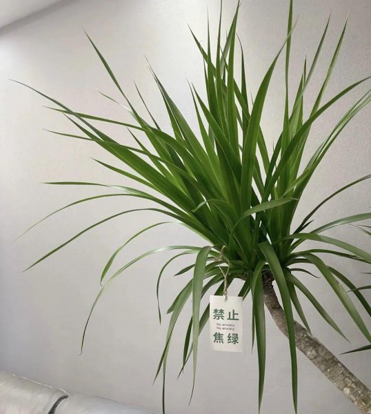 具有护宅意义的花卉有哪些