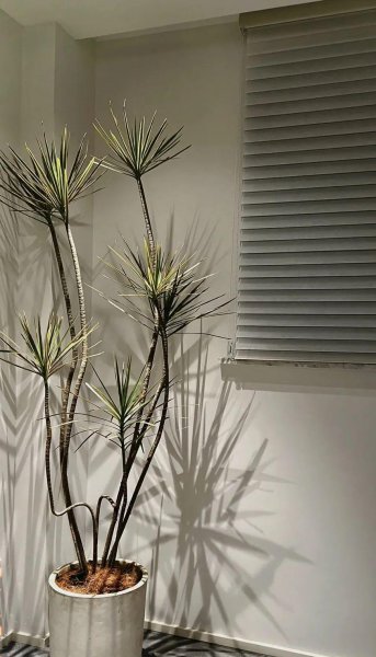 具有护宅意义的花卉有哪些