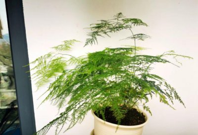 教师节送什么花好 盘点6种适合教师节送的花卉植物