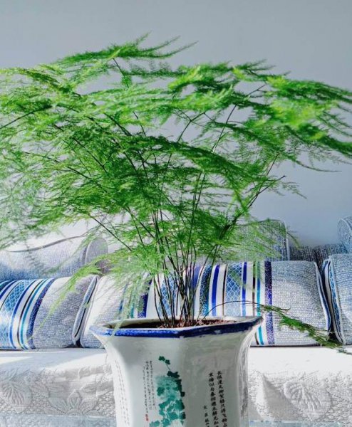 教师节送什么花好