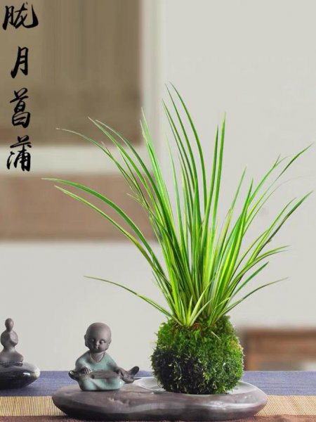 教师节送什么花好