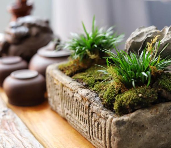 教师节送什么花好