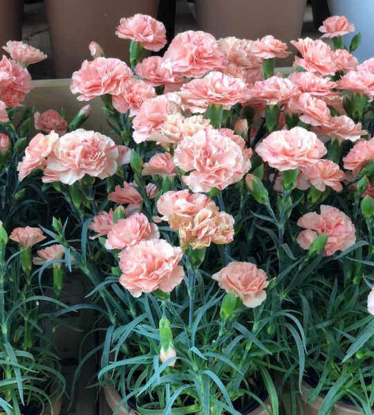 教师节送什么花好