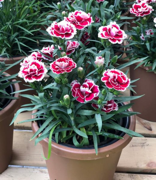 教师节送什么花好