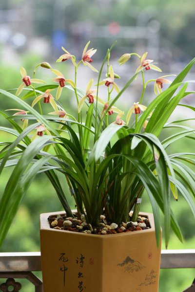 教师节送什么花好