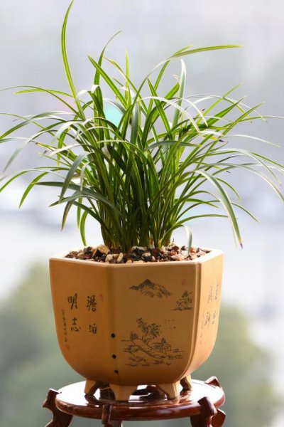 教师节送什么花好