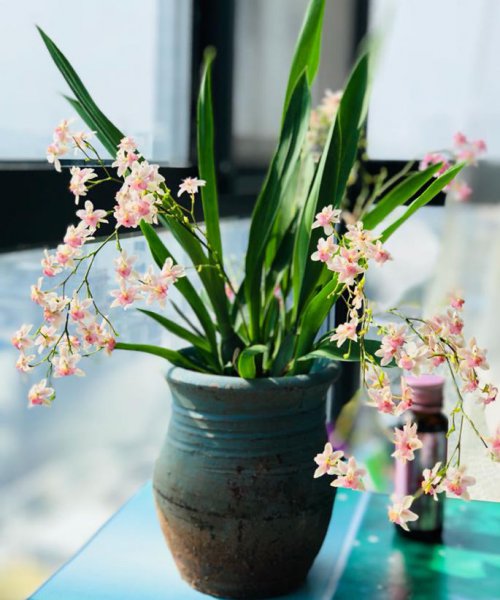 教师节送什么花好