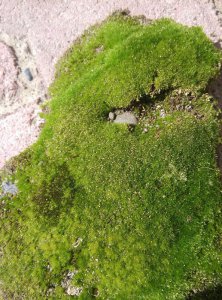 苔癣绿植怎么养 详解苔癣绿植作用及养护方法