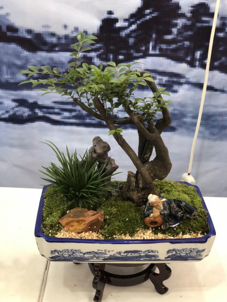 苔癣绿植怎么养