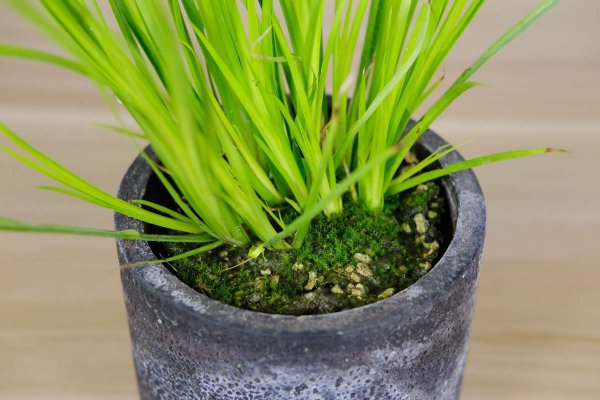 苔癣绿植怎么养