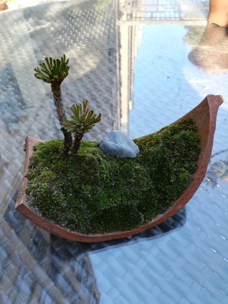 苔癣绿植怎么养