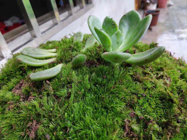 苔癣绿植怎么养
