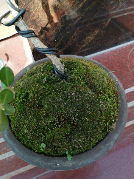 苔癣绿植怎么养