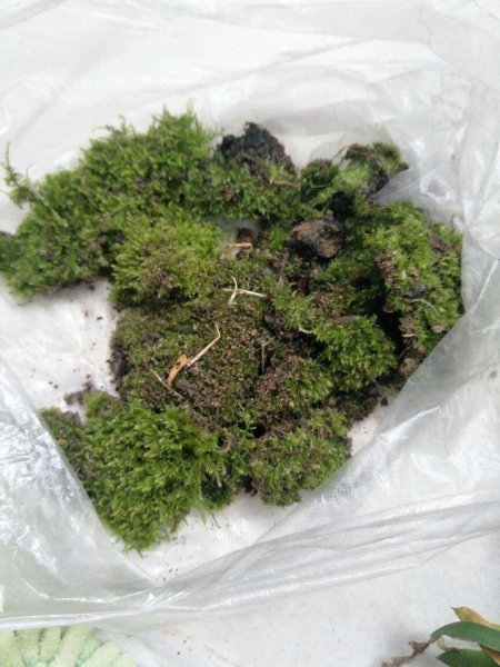 苔癣绿植怎么养
