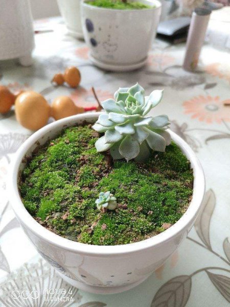苔癣绿植怎么养