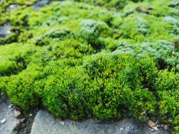 苔癣绿植怎么养