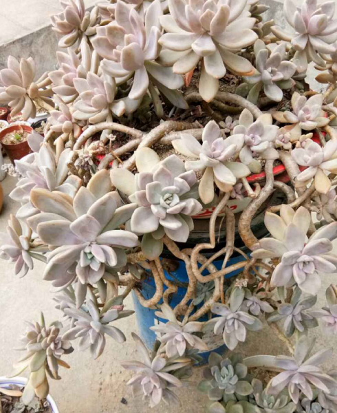 多肉植物有哪些品种