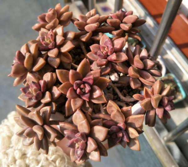 多肉植物有哪些品种