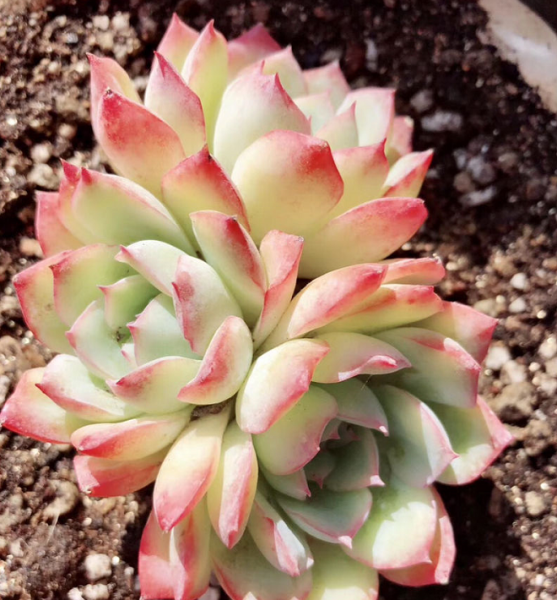 多肉植物有哪些品种