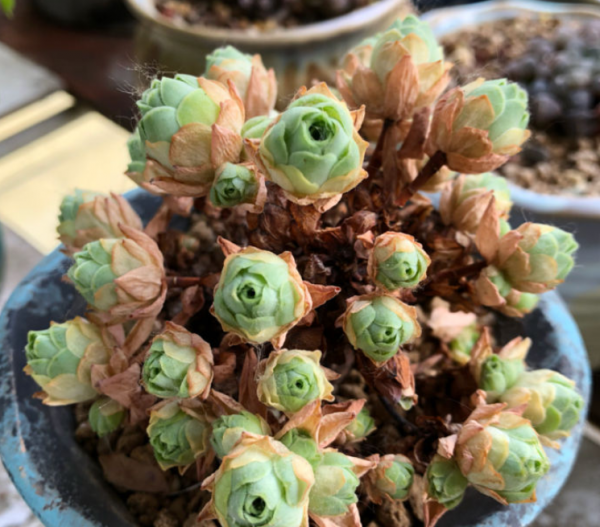 多肉植物有哪些品种