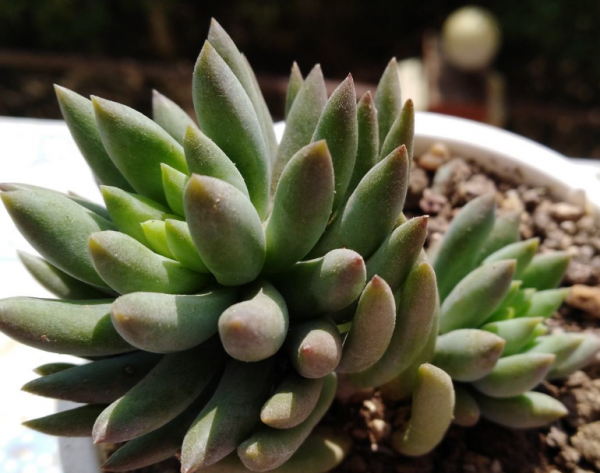 多肉植物有哪些品种