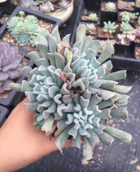 多肉植物有哪些品种